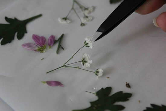 自制母親節壓花卡片 用干花做賀卡的方法圖解 - www.shouyihuo.com