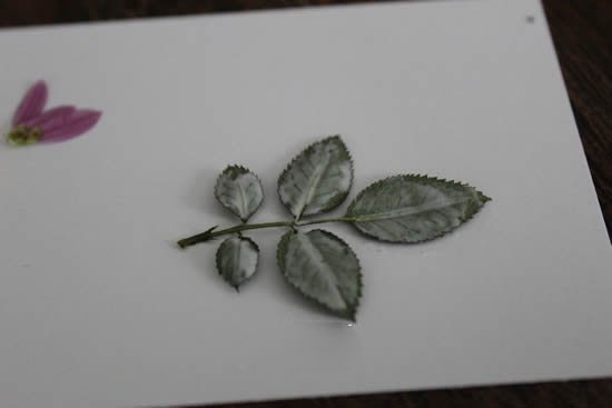 自制母親節壓花卡片 用干花做賀卡的方法圖解 - www.shouyihuo.com